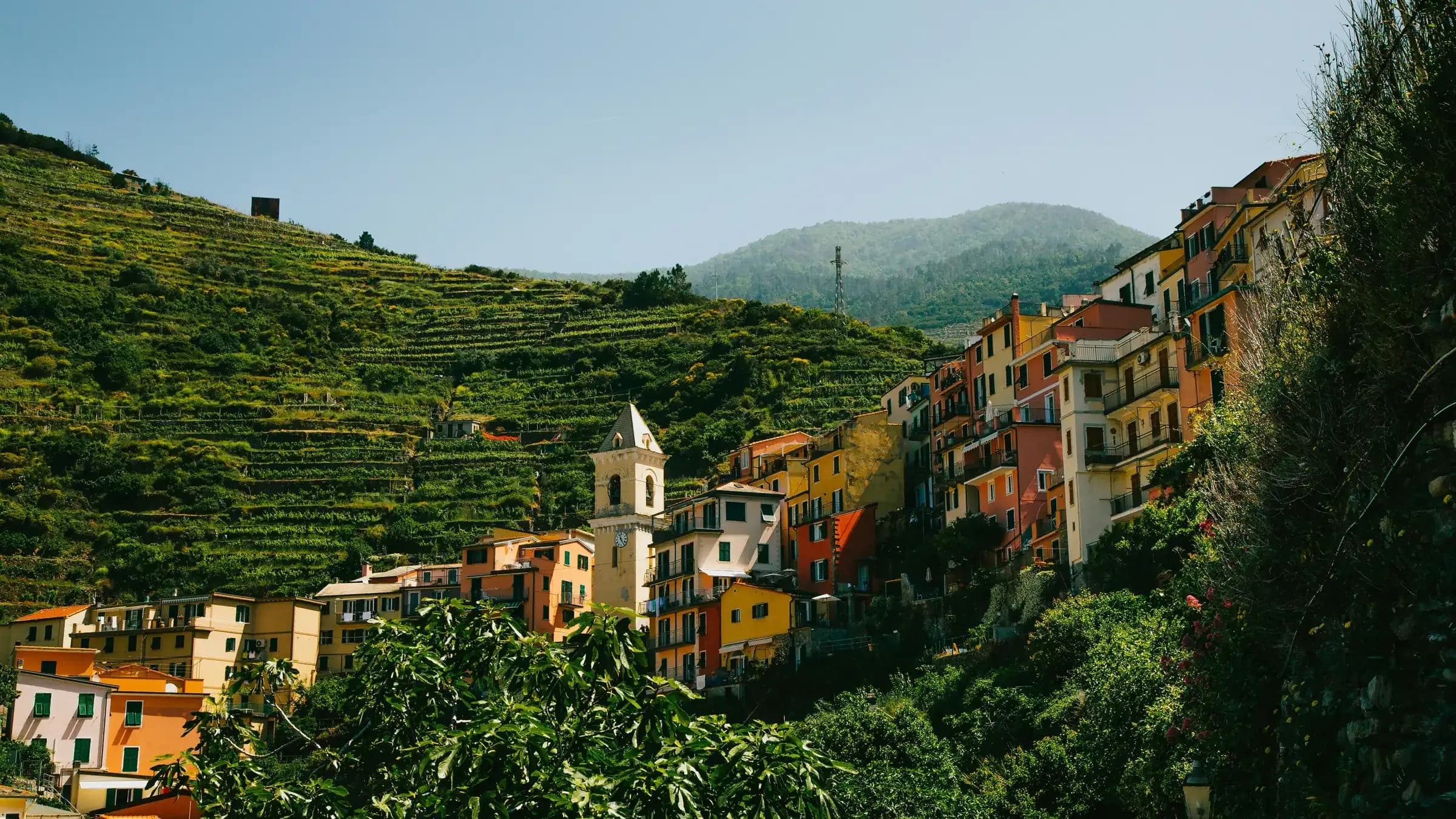 A colorful Cinque Terre village and church tower set among terraced vineyards above the Italian Riviera.