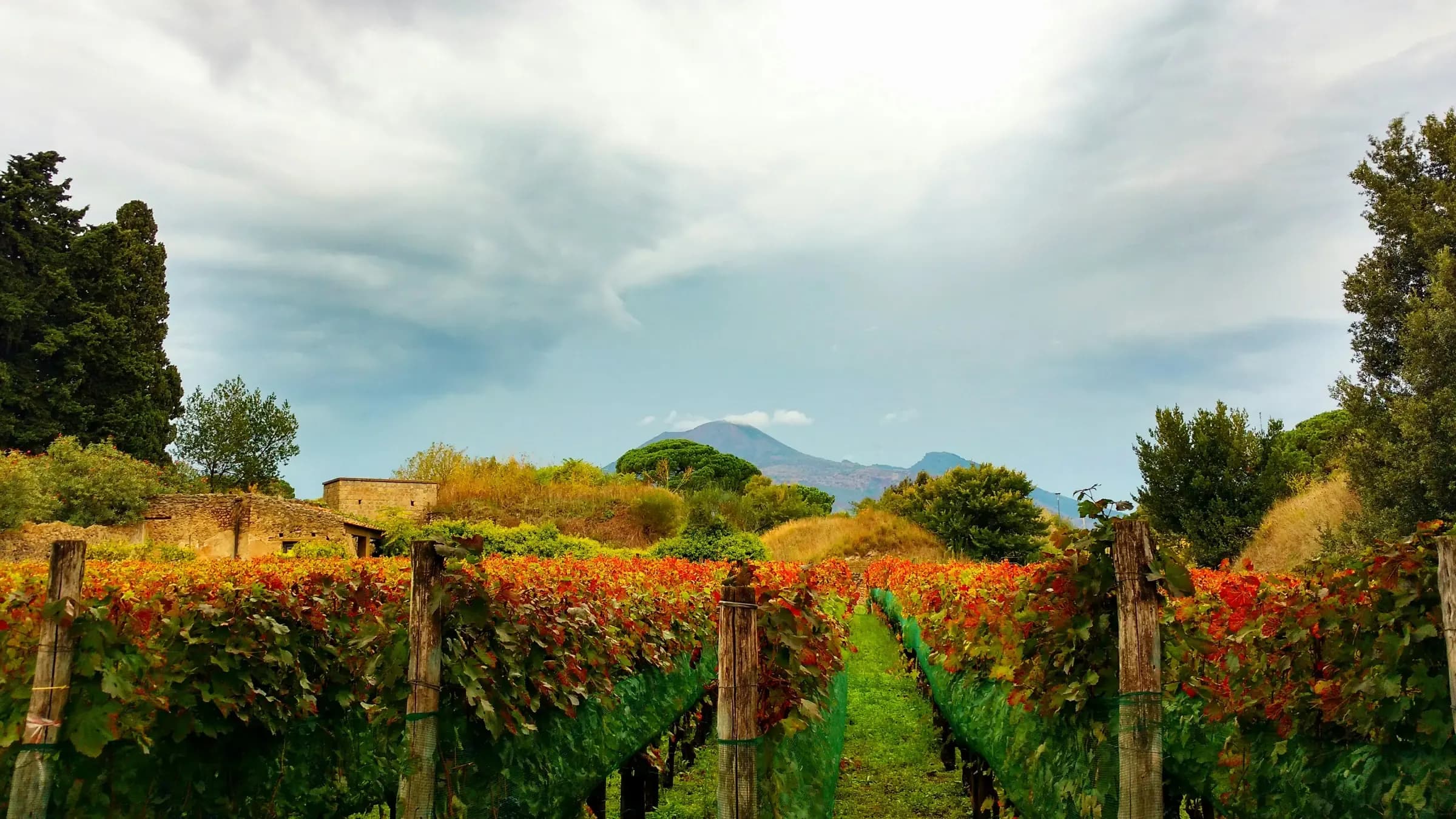 Rows of vines in red and gold autumn leaf inside the walls of Pompeii, cypress and umbrella pines behind and Mount Vesuvius under cloud in the distance.