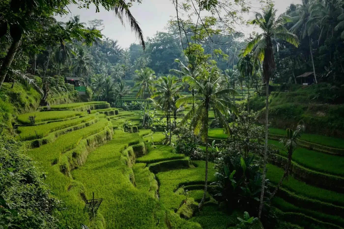 Rice terraces near Ubud on a Bali honeymoon itinerary