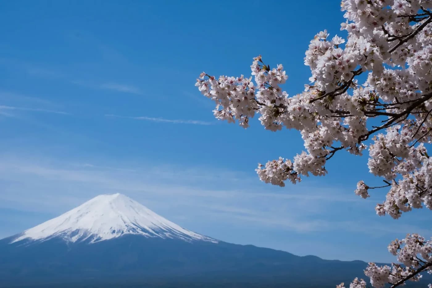 Cherry blossoms and a temple pagoda in Japan