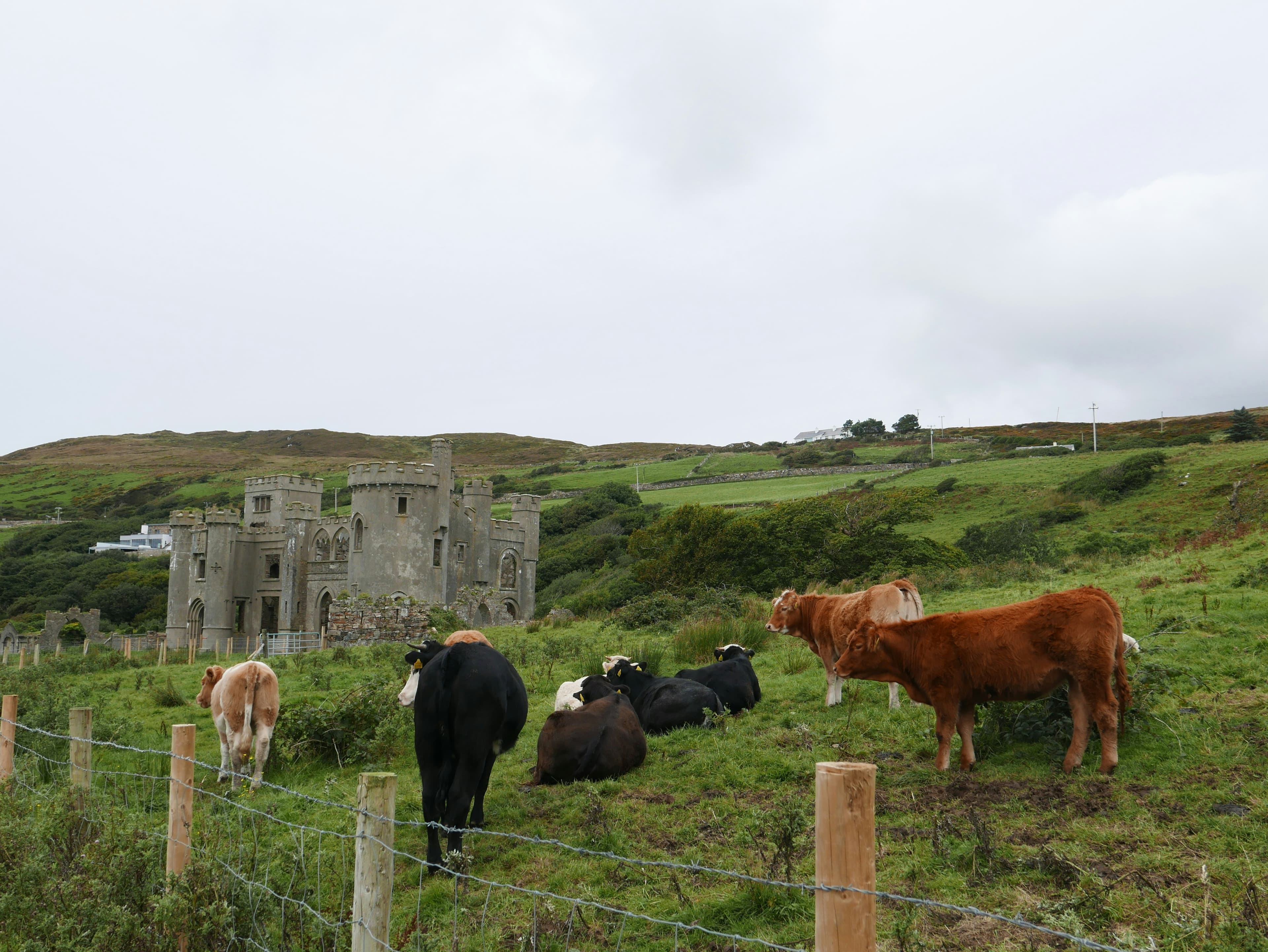 A group of cows graze and rest on a grassy hillside in front of a stone castle like building, evoking the picturesque scenery found on France and Switzerland trips, with rolling green hills and cloudy skies in the background.