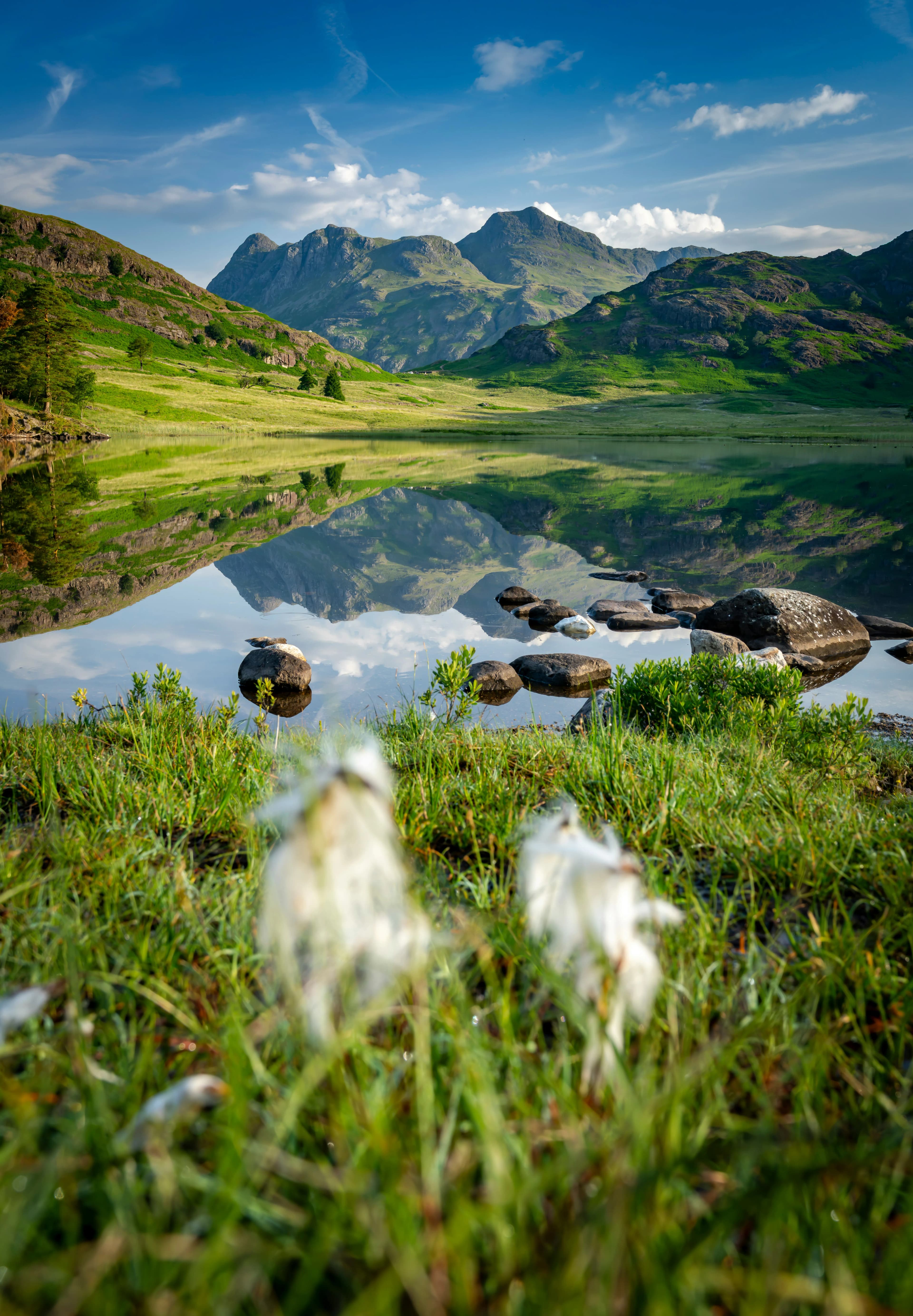 A serene mountain lake, one of the Best Places to Visit in Italy for 2025, reflects green hills and distant peaks beneath a blue sky, with rocks and cotton like white flowers in focus near the camera.