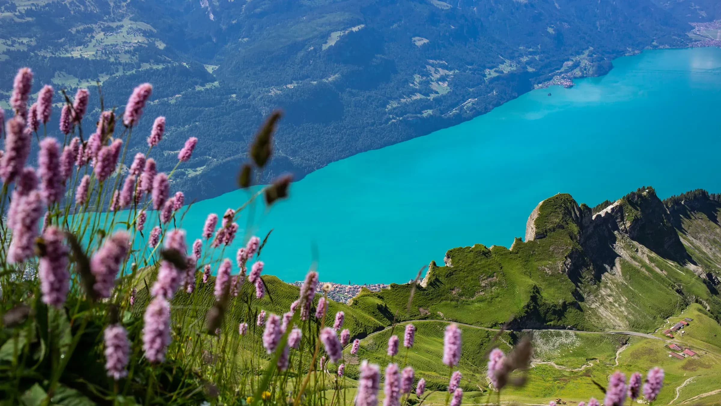 Pink alpine wildflowers in the foreground above a turquoise Swiss lake and green mountainsides.