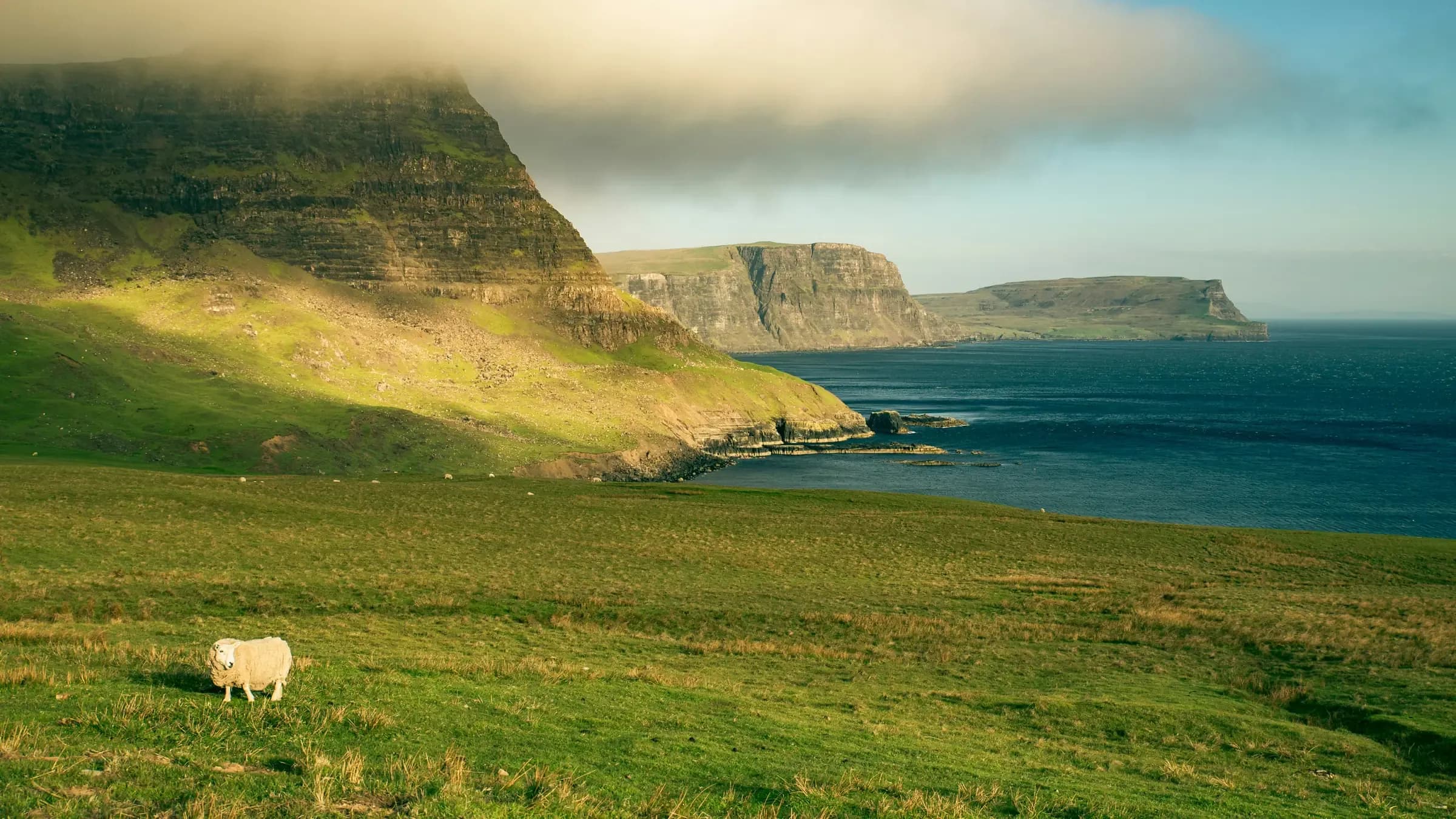 A sheep grazing on green clifftop pasture above the Atlantic on Ireland's west coast, with headlands in the distance.