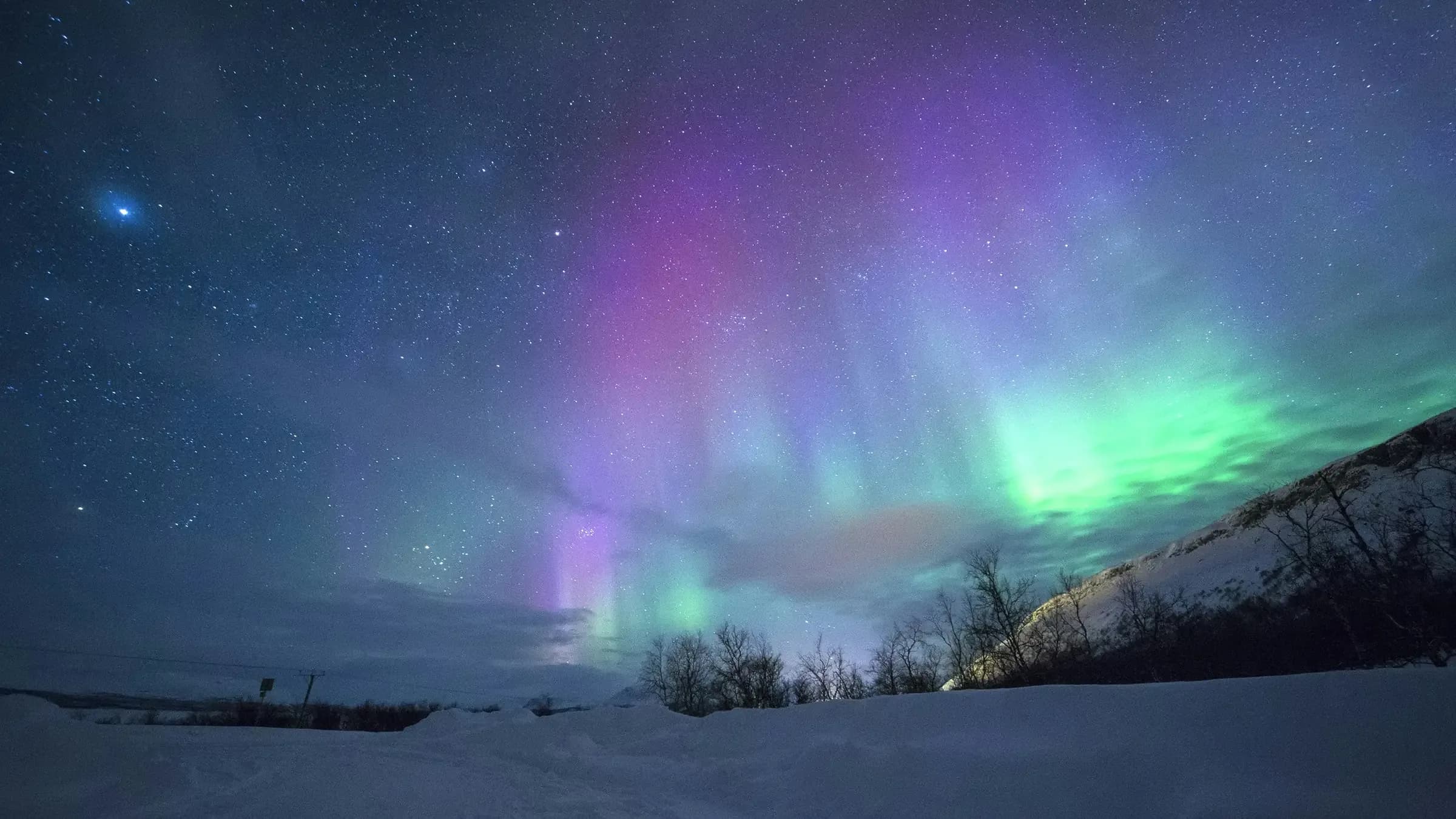 Green and violet aurora filling a star-dense sky above a snow-covered plain, bare birch trees silhouetted along a low ridge.