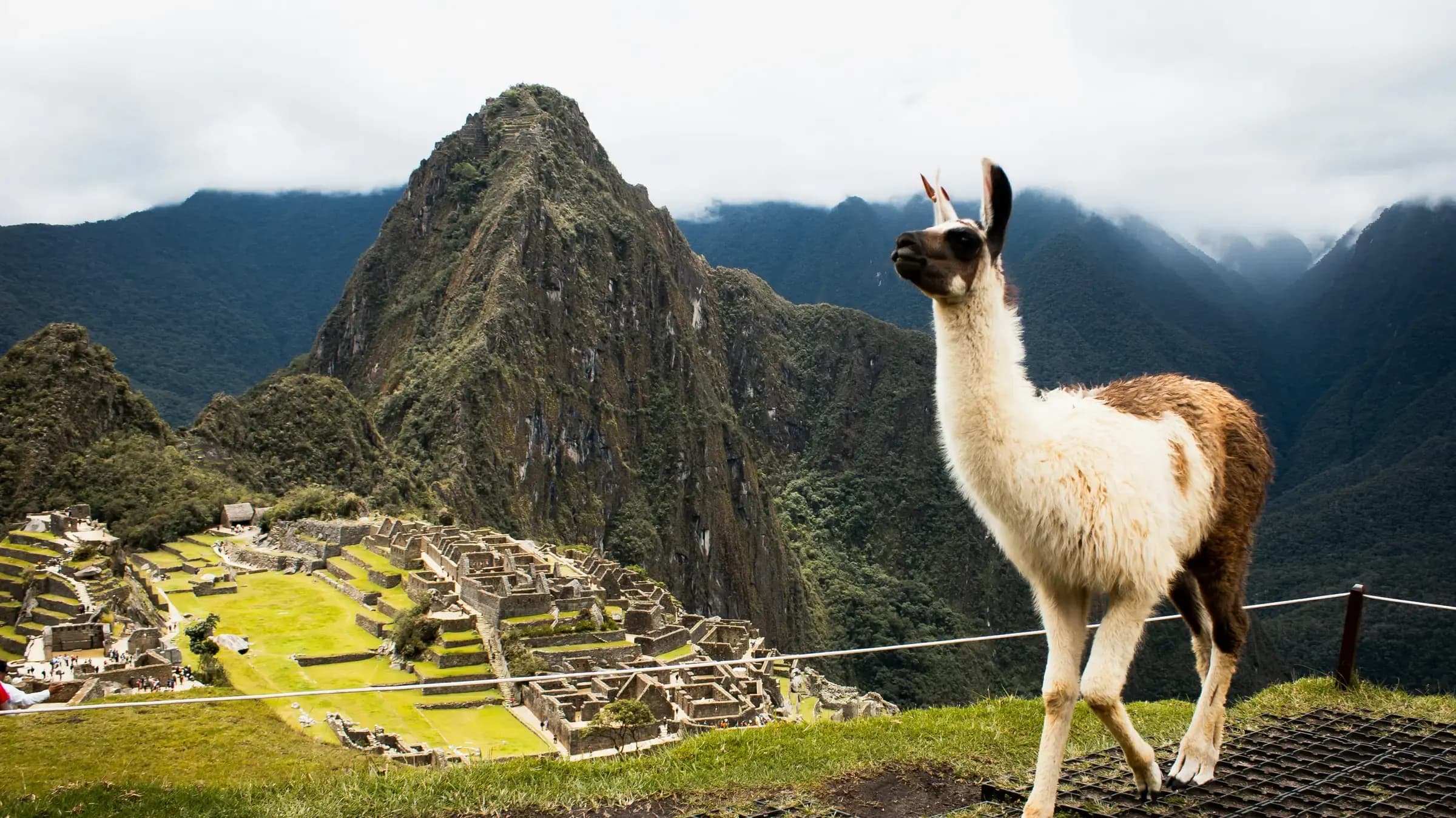 A llama standing on the grass terrace above Machu Picchu, the Inca citadel's stone ruins below and the peak of Huayna Picchu rising into low cloud behind.