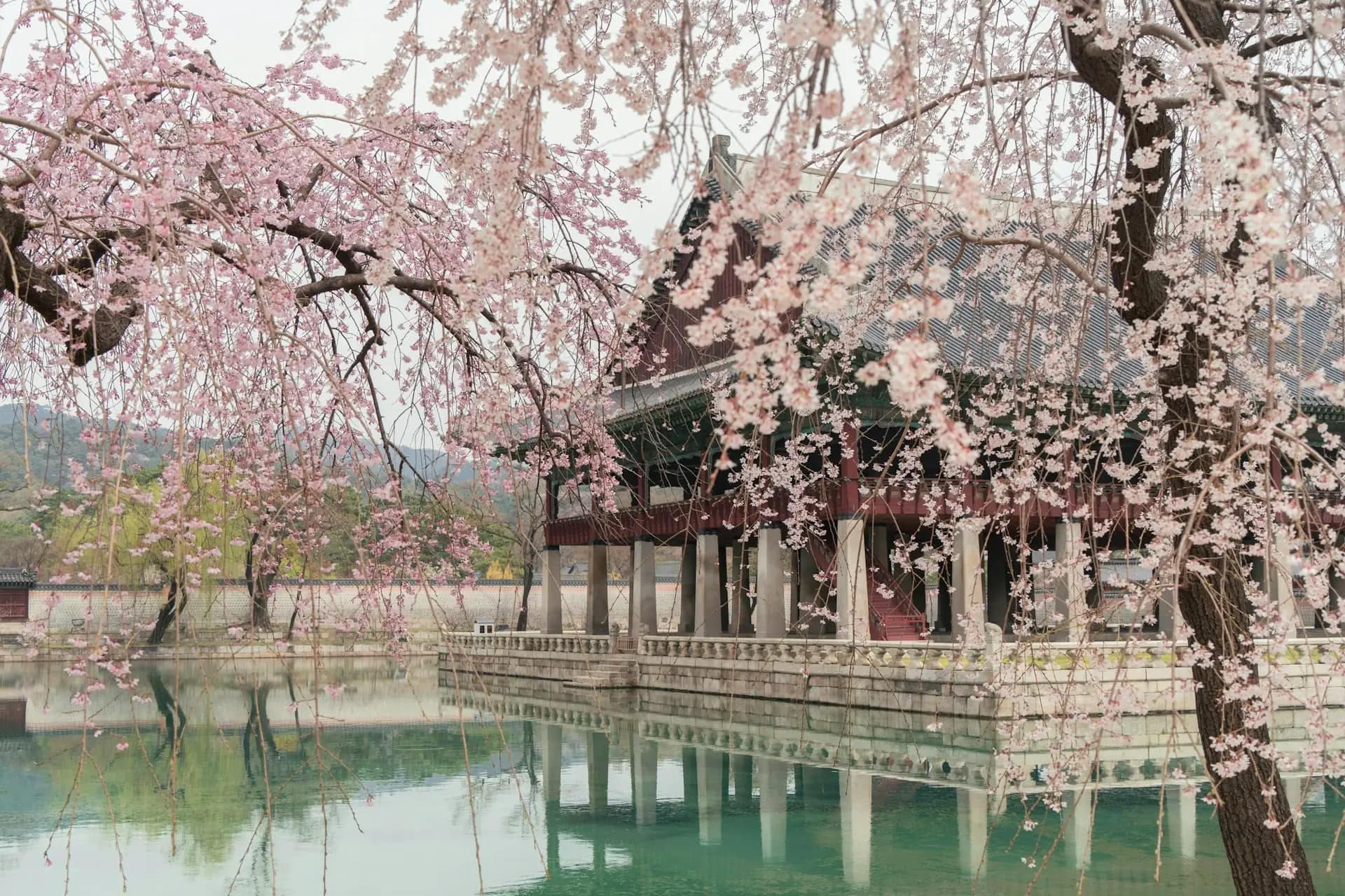 South Korea honeymoon — cherry blossoms in full spring bloom