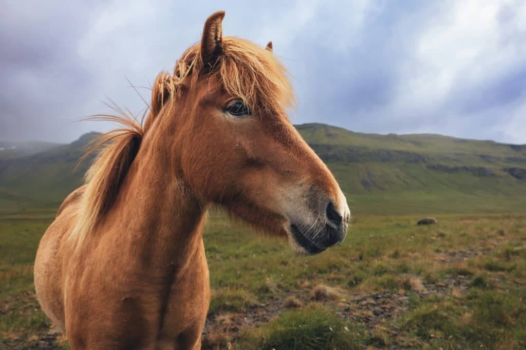 Icelandic Horse