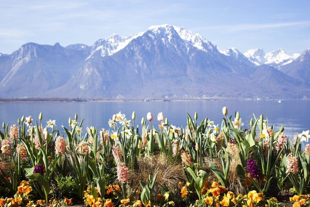Montreux, Switzerland Flower background image