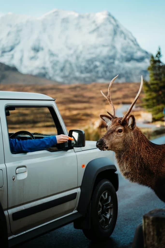 Feeding the local deer in Scotland, Scotland, UK