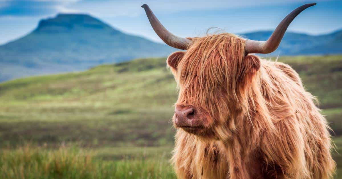 A highland cow sits in a field in Skye, Scotland. The cow's fur is light copper, brown and it rests in the cow's face.
