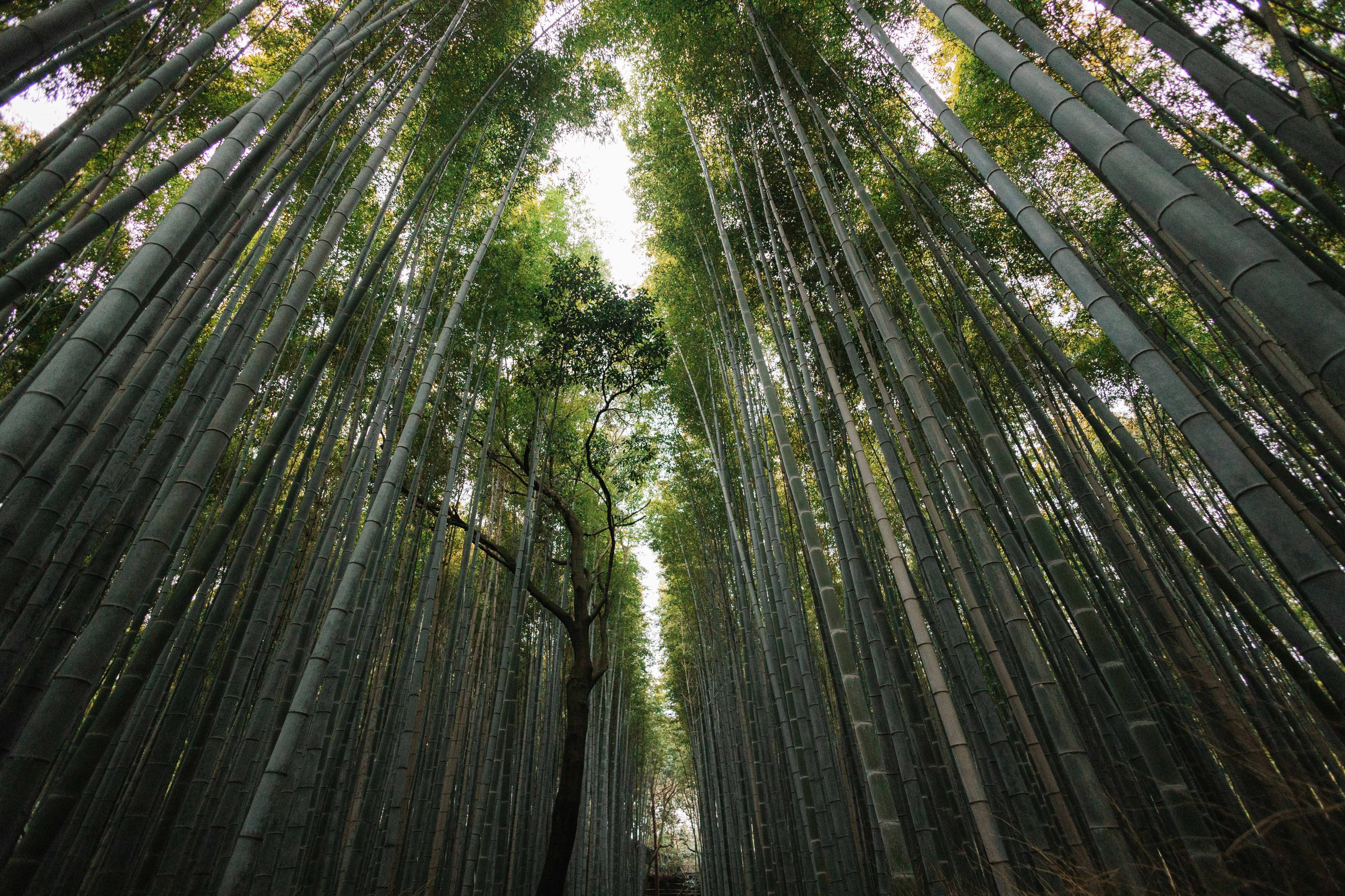 Tall bamboo stalks form dense, straight rows on either side of a narrow path. Sunlight filters through the green leaves above, creating a tranquil forest setting reminiscent of the lush landscapes found in what country is known as the Emerald Isle.