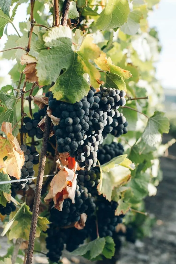 France wine regions