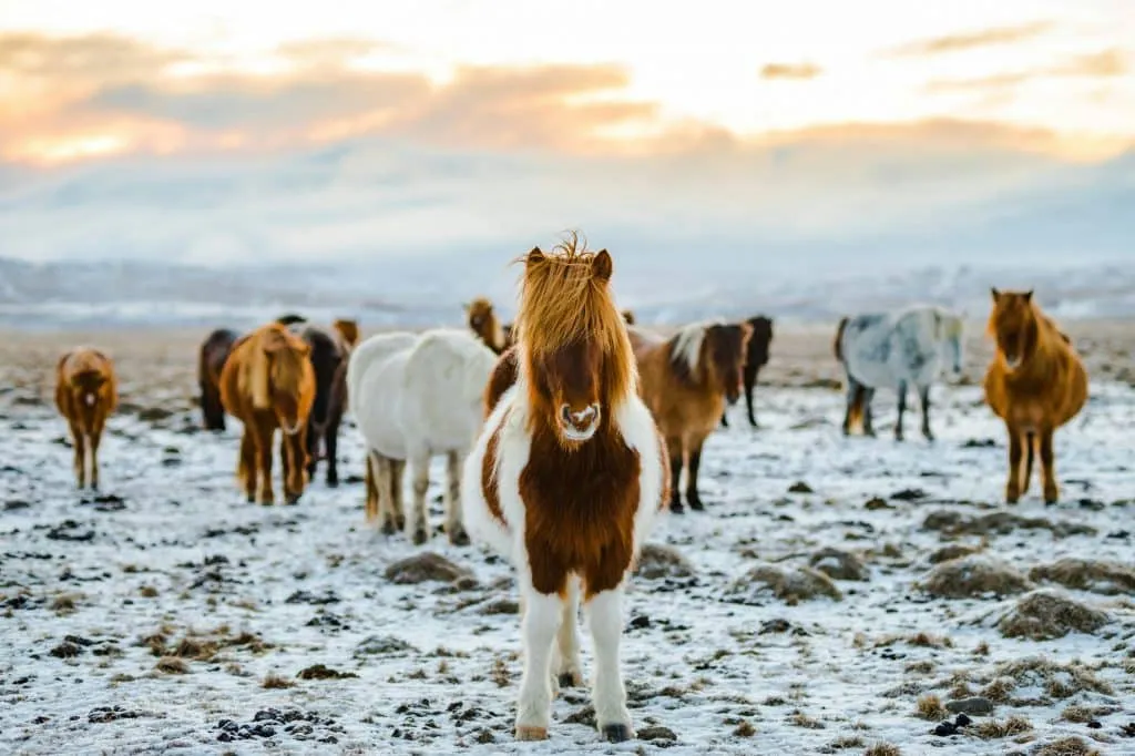 A group of Icelandic horses stands on a snowy field under a cloudy sky. The foreground features a white and brown horse looking directly at the camera. The background shows blurred mountains and a serene winter landscape.