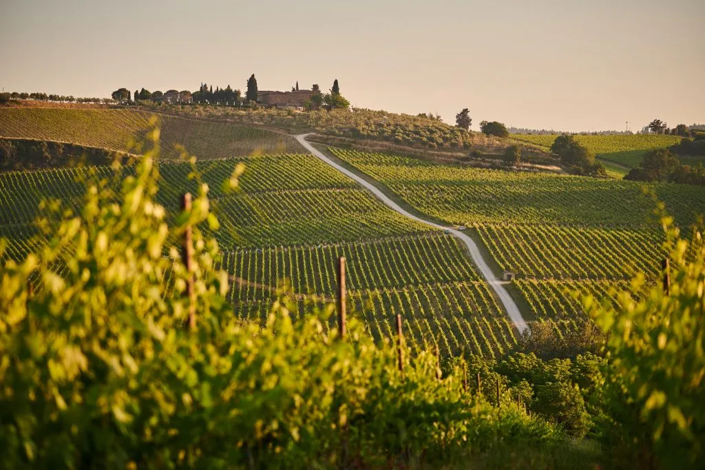 johny goerend pnigODapPek unsplash wine vineyard