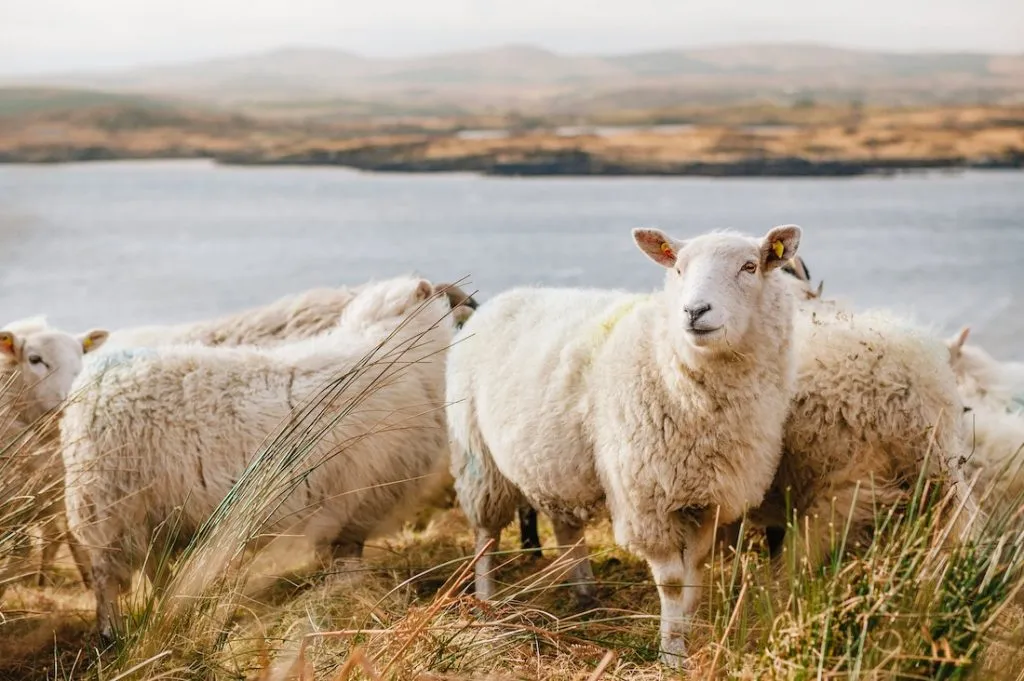 Herd of white sheep in Connemara National Park
