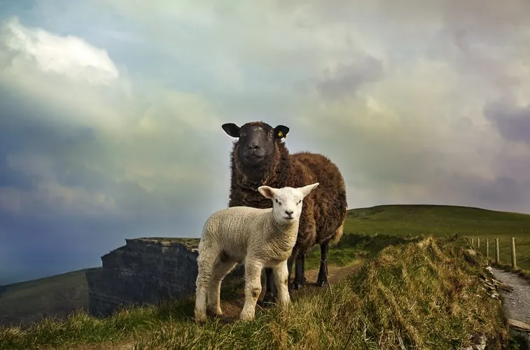 Cliffs of Moher Liscannor Ireland
