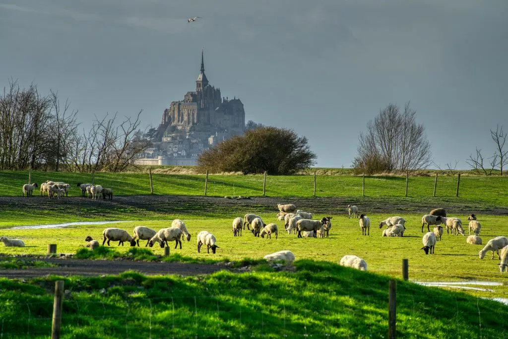 sheep g3a9d457ed 1920