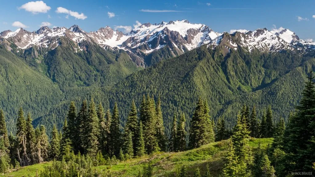 Mount Olympus Forest