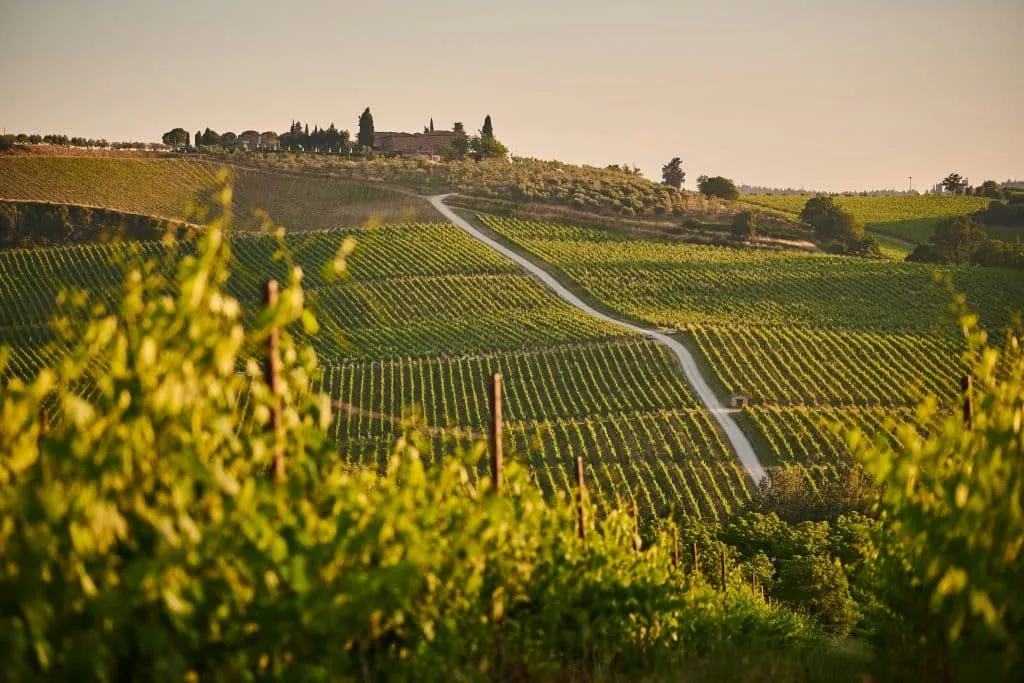 Italy Vineyard