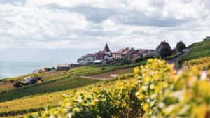 vineyards in Lake Geneva, France