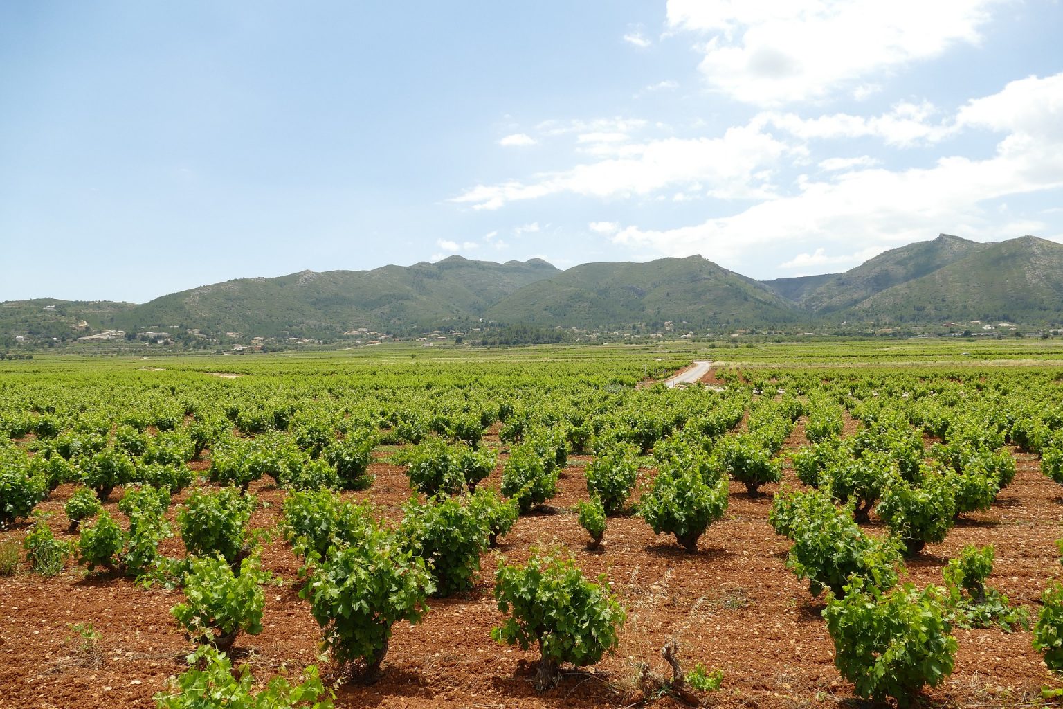 Top 5 Wineries in Spain Juniper Tours