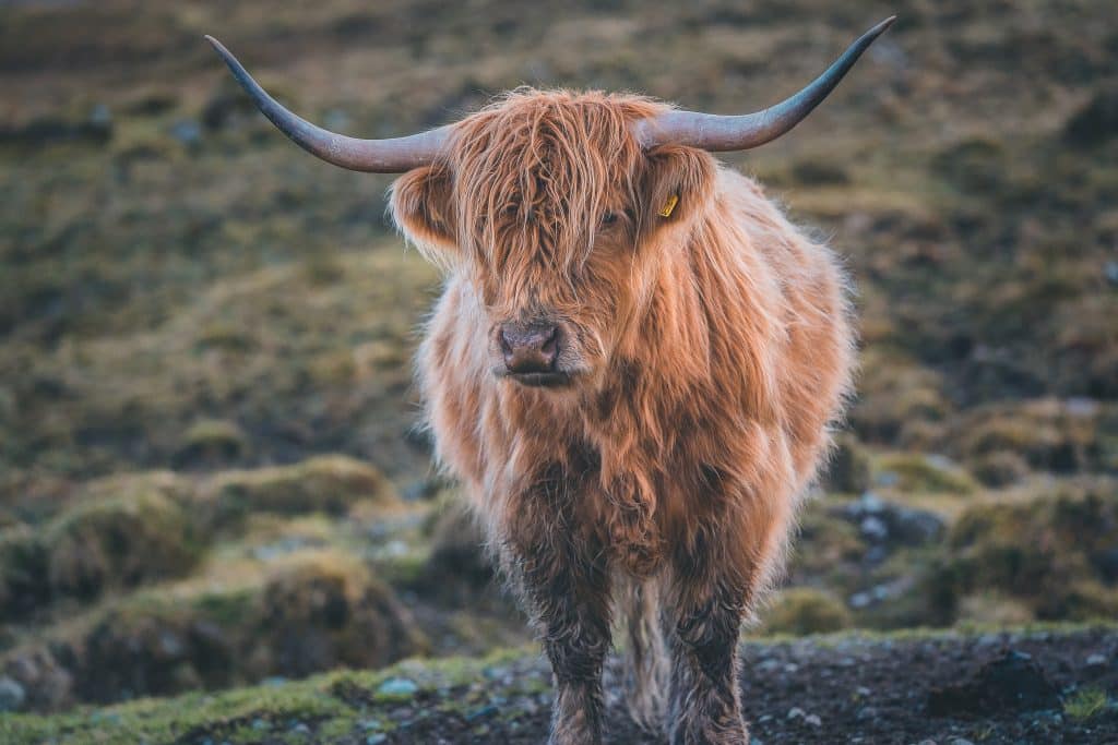 Highland cattle in Scotland