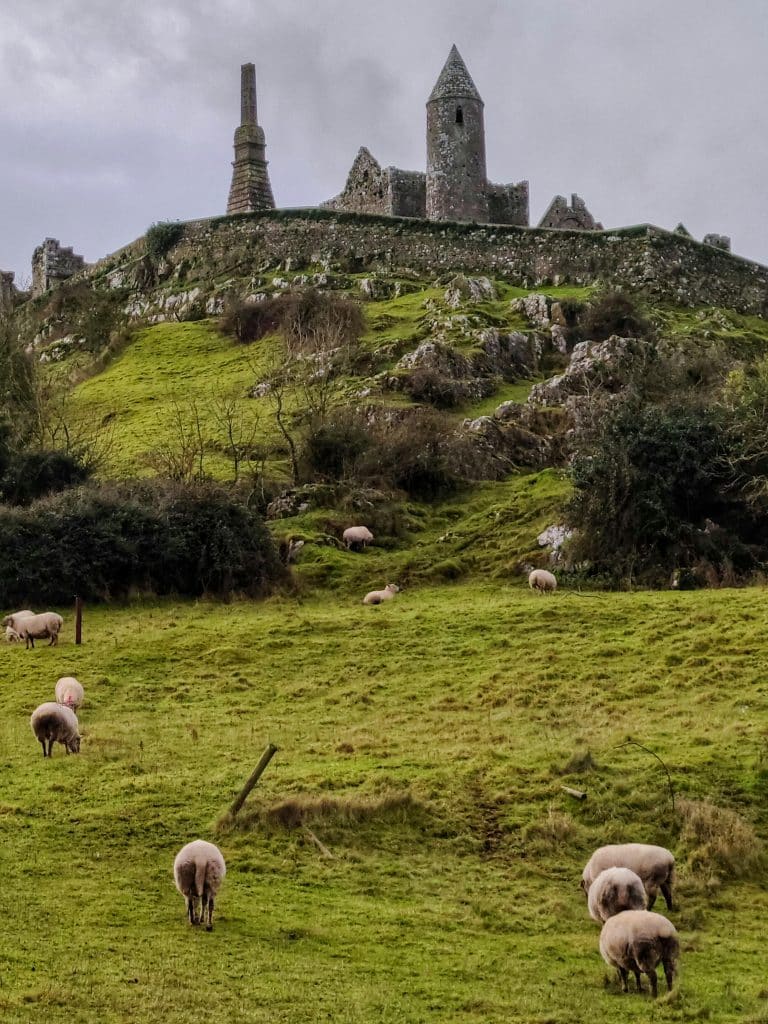 Sheep Grazing on a Pasture with the Rock of Cashel in background