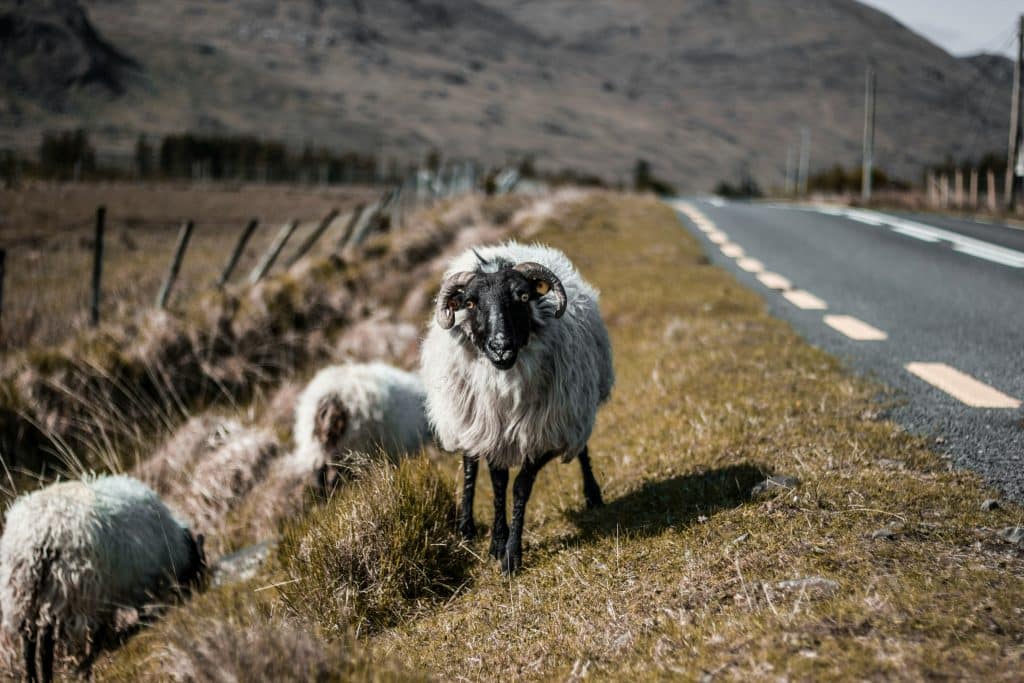 Sheep in the Ring of Kerry in Ireland