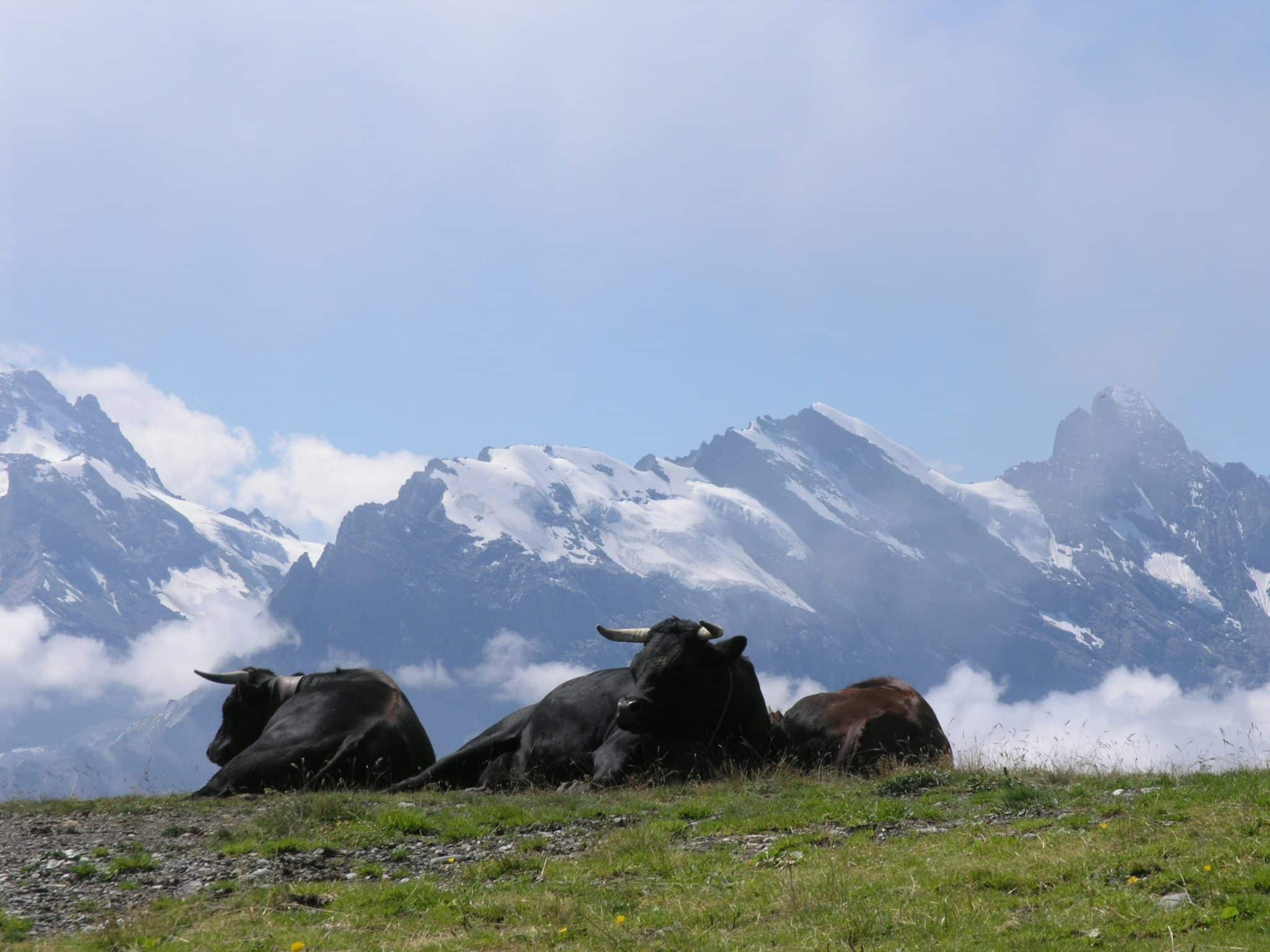 Switzerland and Italian Alps Adventure Lake Como Dolomites — Juniper Tours