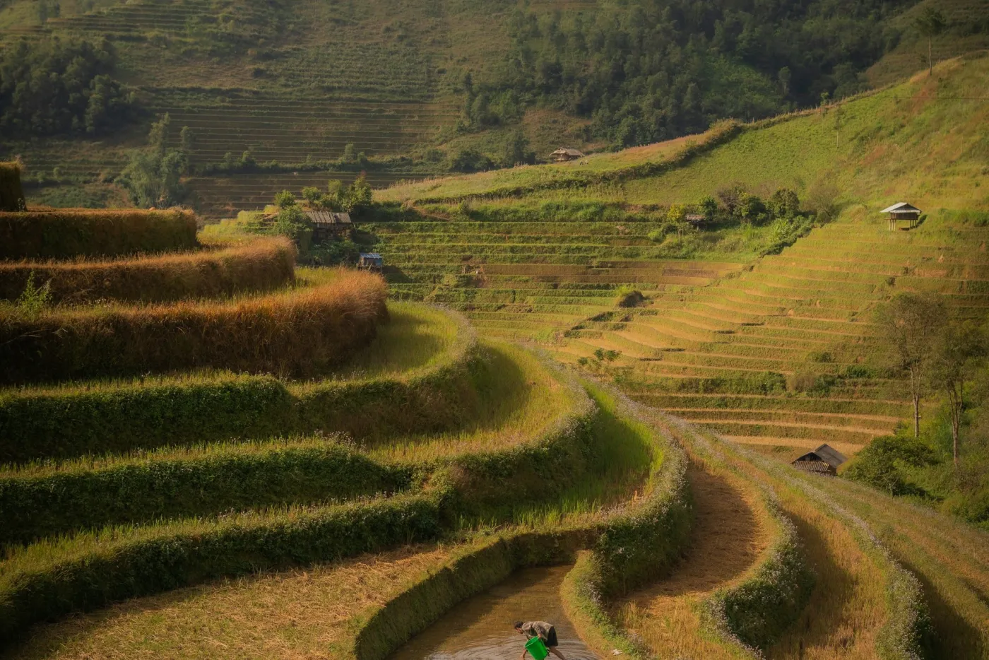 A farmer working in a water-filled rice terrace in Mu Cang Chai, northern Vietnam