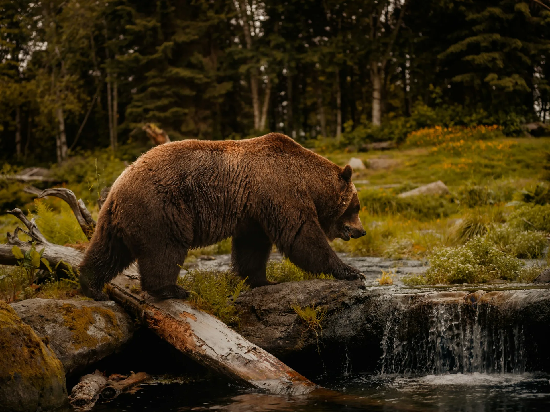 Brown bears in the Alaska wilderness — honeymoon