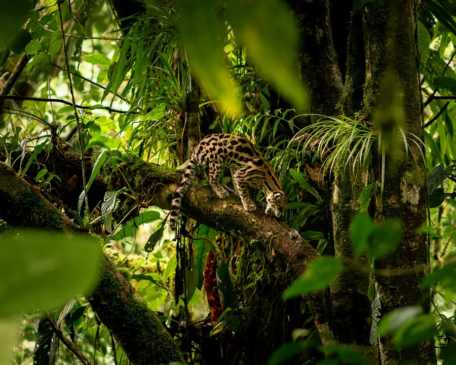Monteverde cloud forest — Costa Rica honeymoon