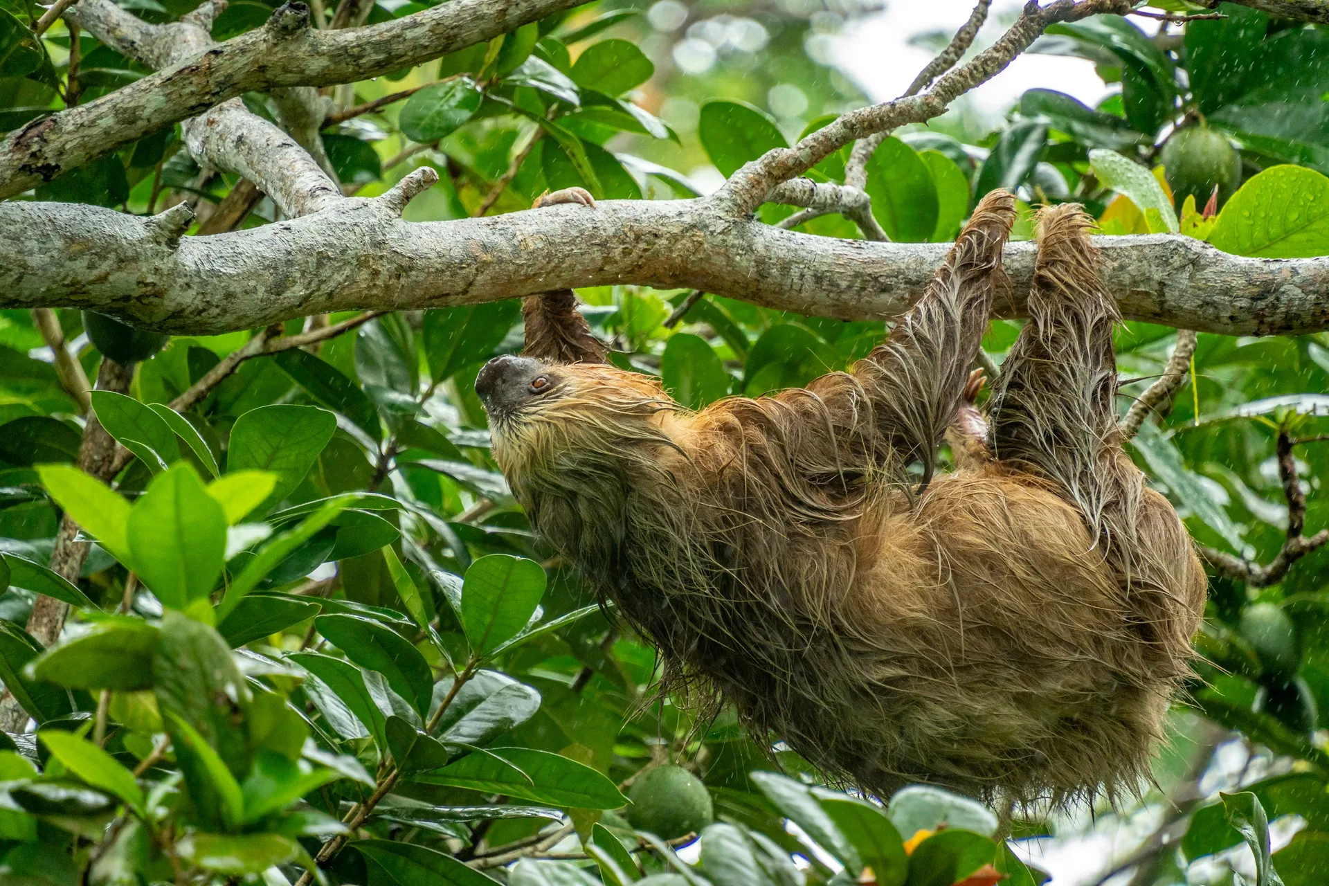 Sloth in the Osa Peninsula rainforest — Costa Rica honeymoon