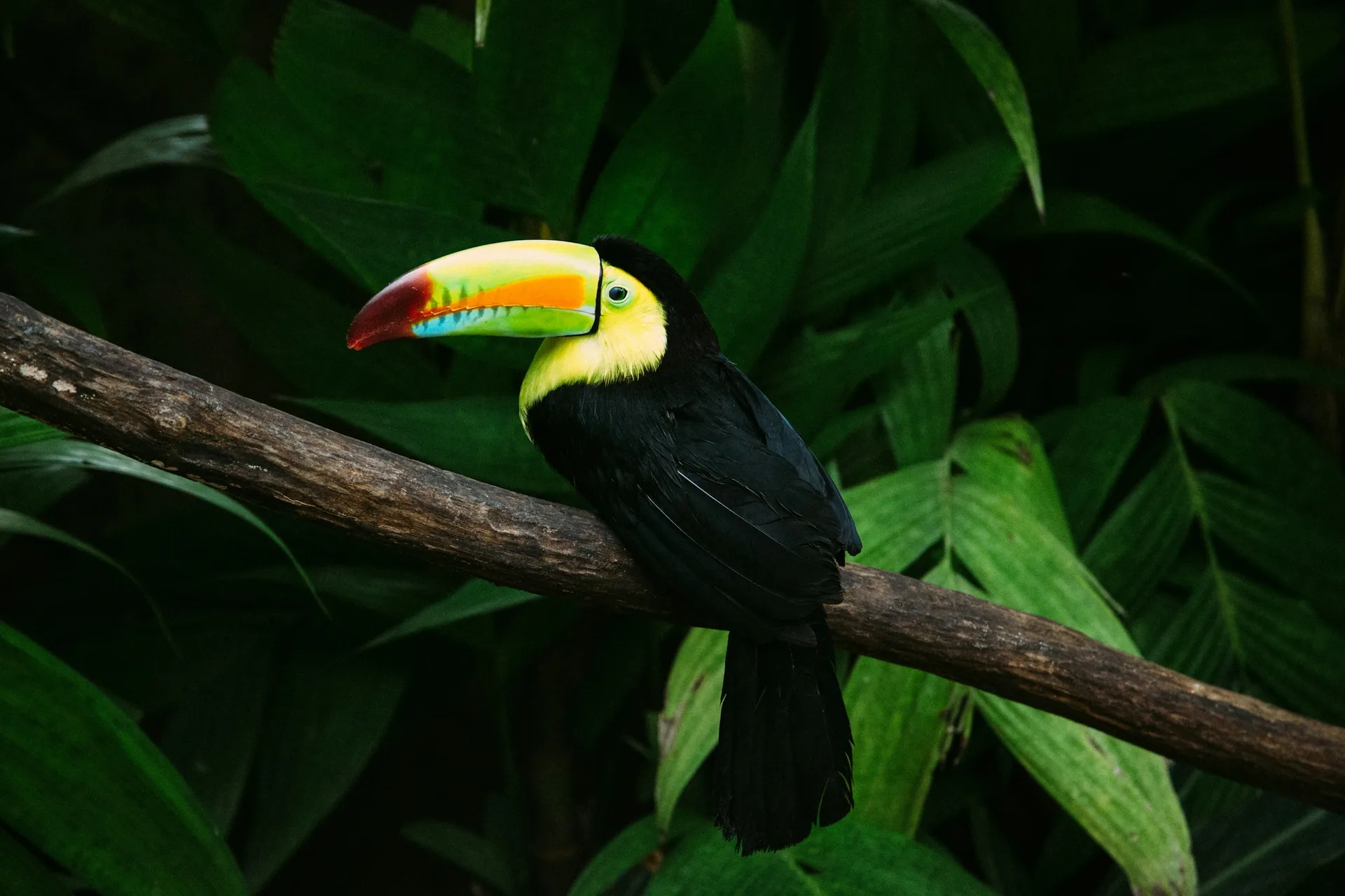 Toucan in the Osa Peninsula rainforest — Costa Rica honeymoon