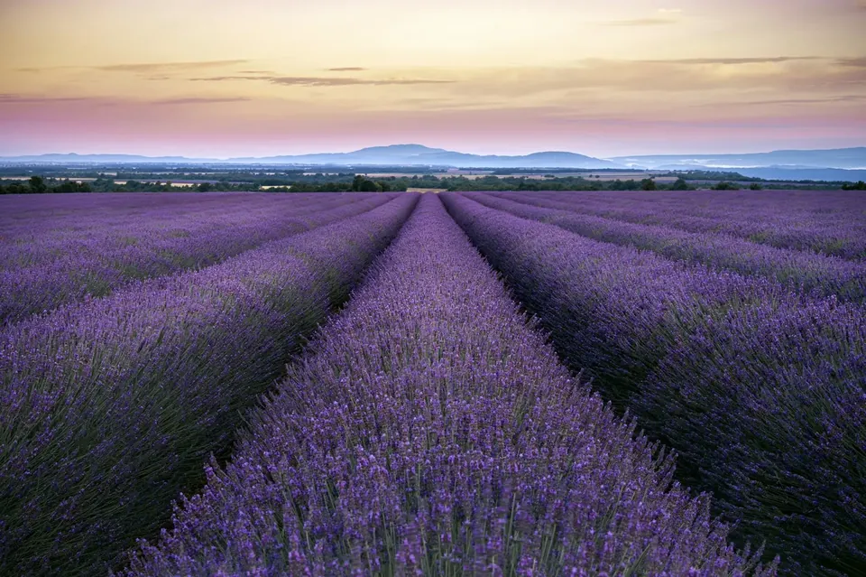 France — Provence lavender fields