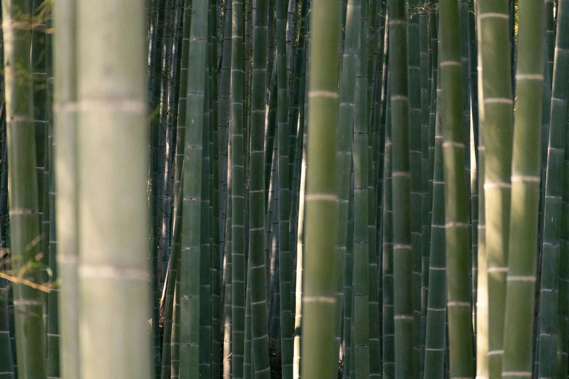 Morning in the Arashiyama bamboo grove, Kyoto