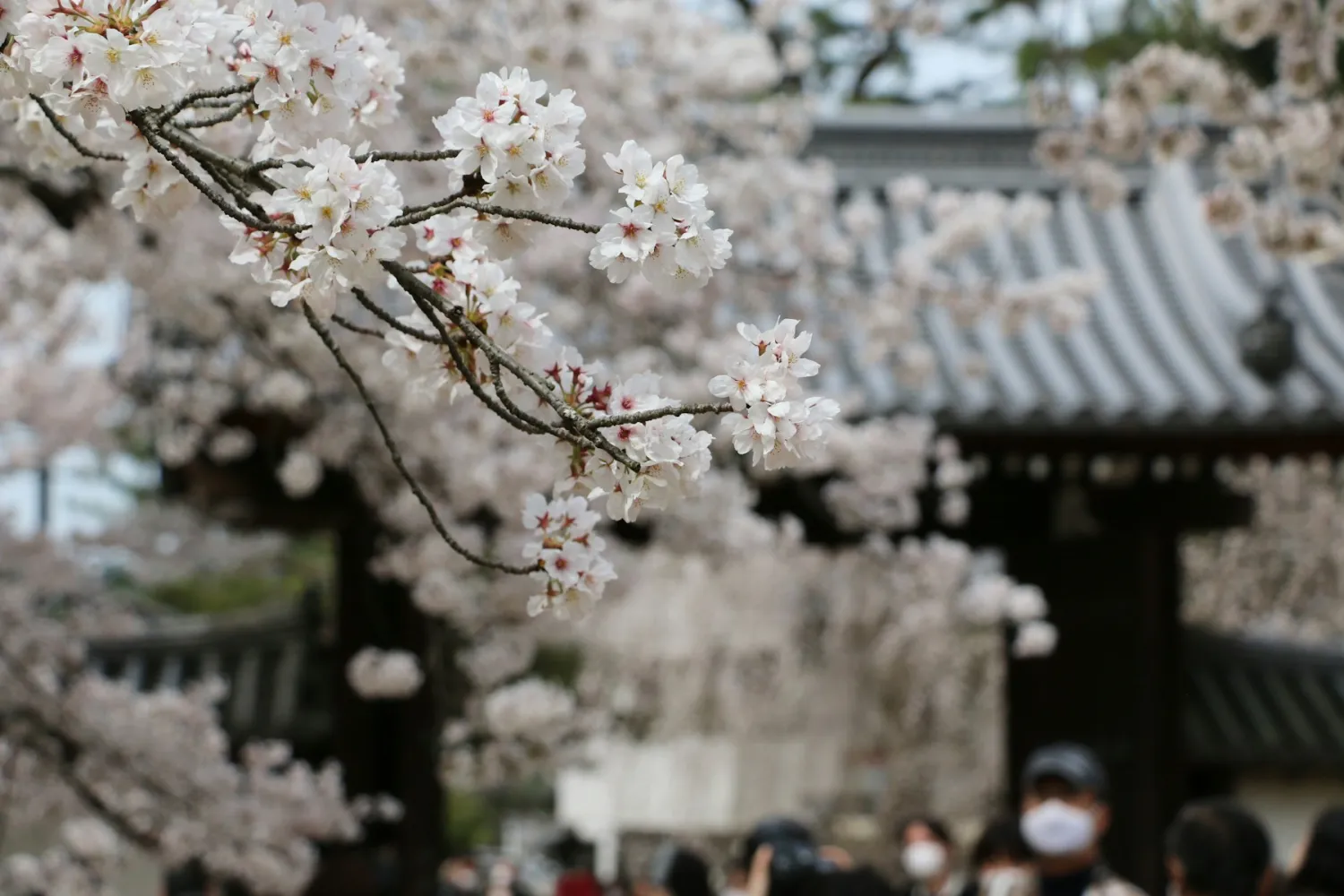Cherry blossoms beside a temple roof in Kyoto, Japan