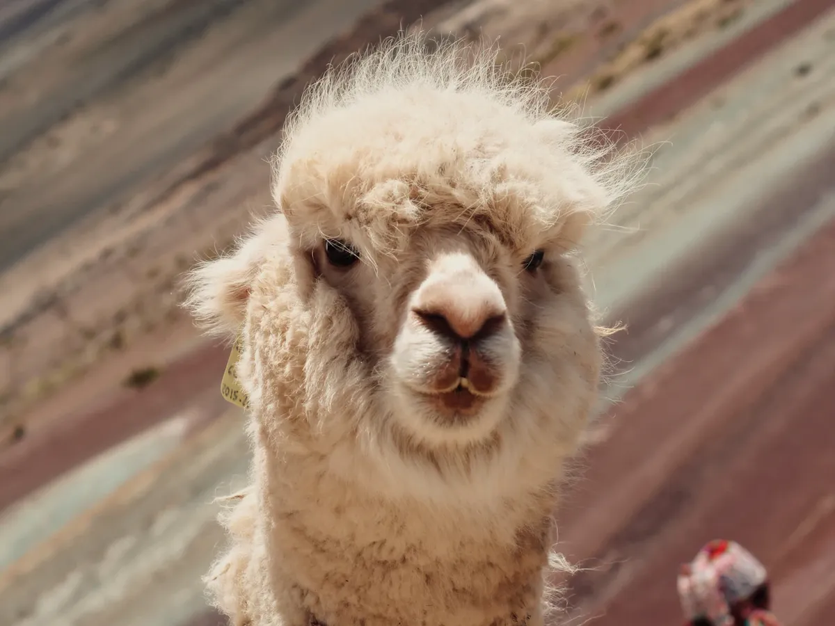 An alpaca below Rainbow Mountain in the Peruvian Andes — Peru honeymoon